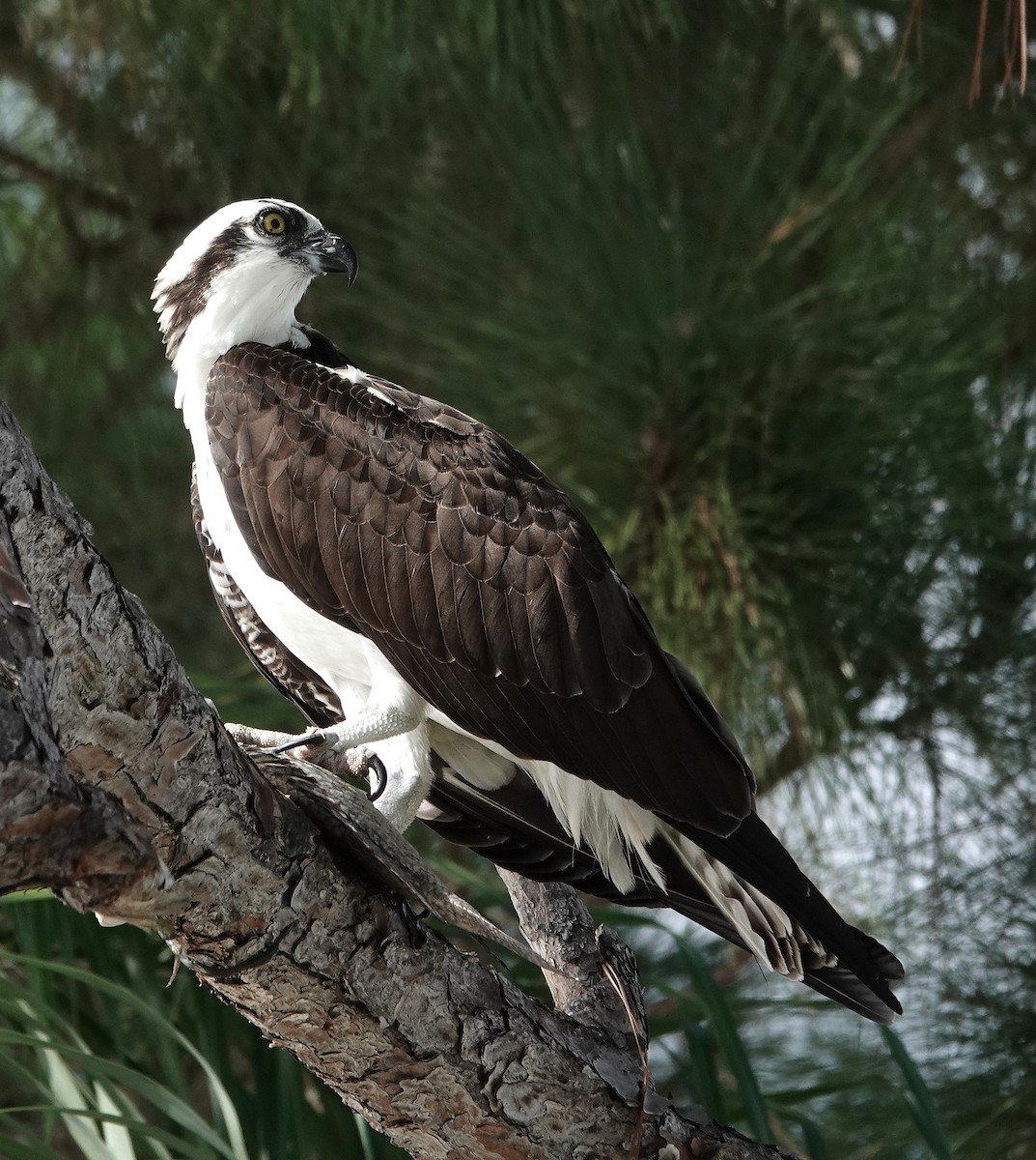 Osprey - ML646944931