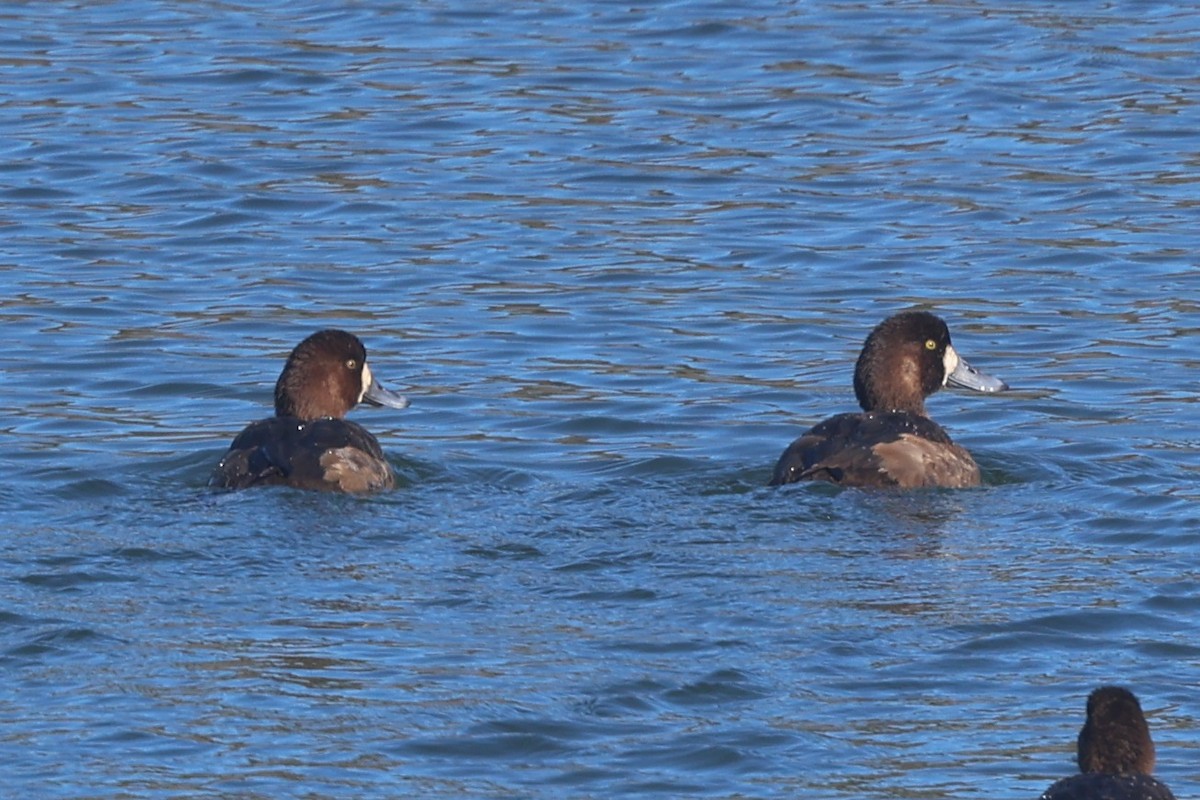 Fuligule milouinan - ML646944932