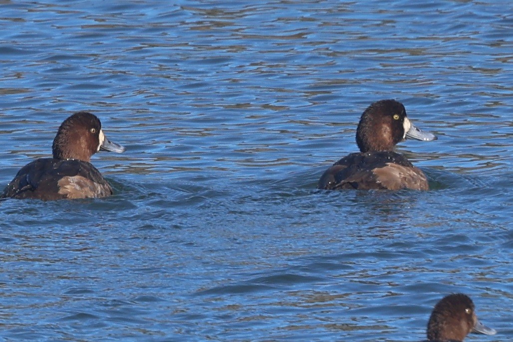 Fuligule milouinan - ML646944933