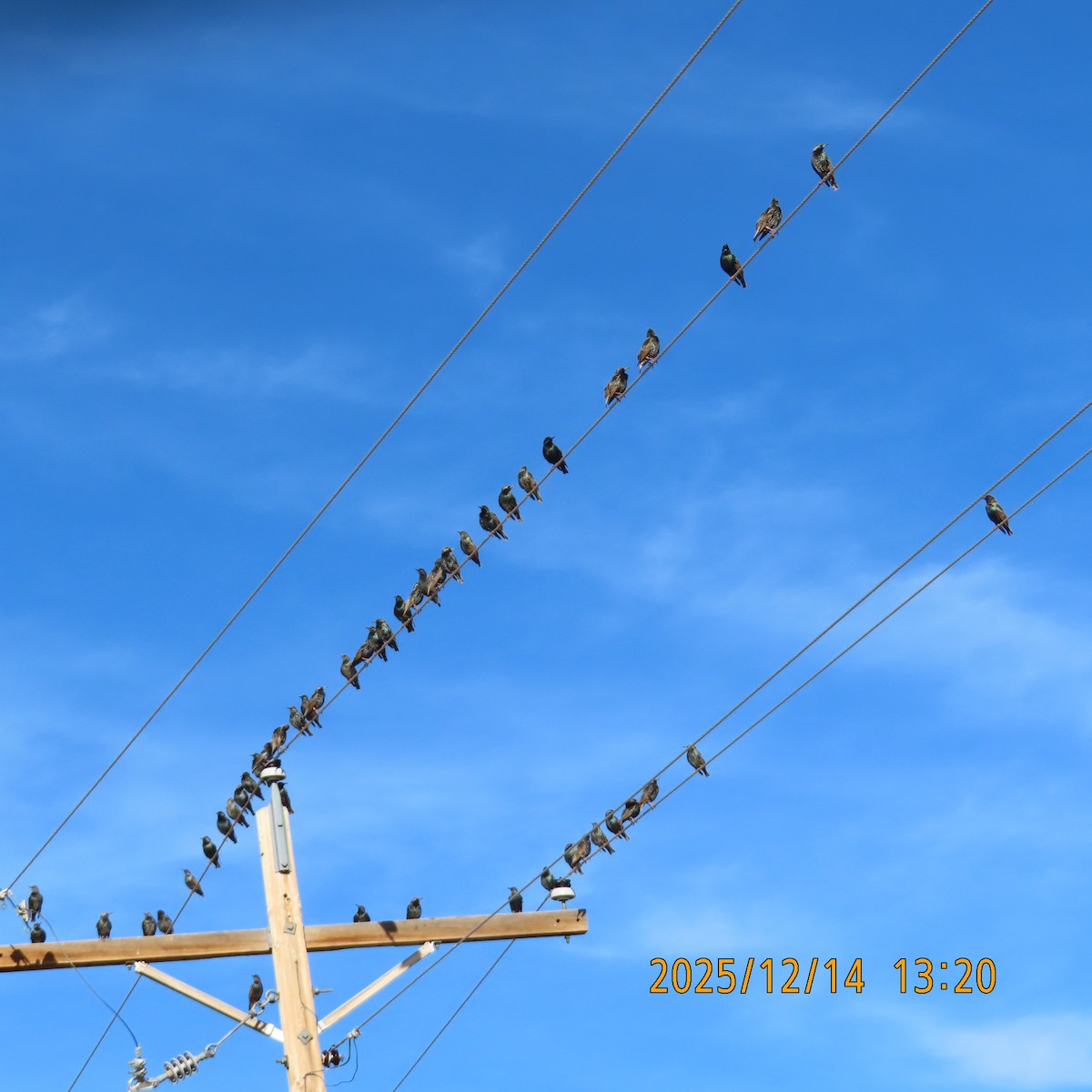 European Starling - ML646944937