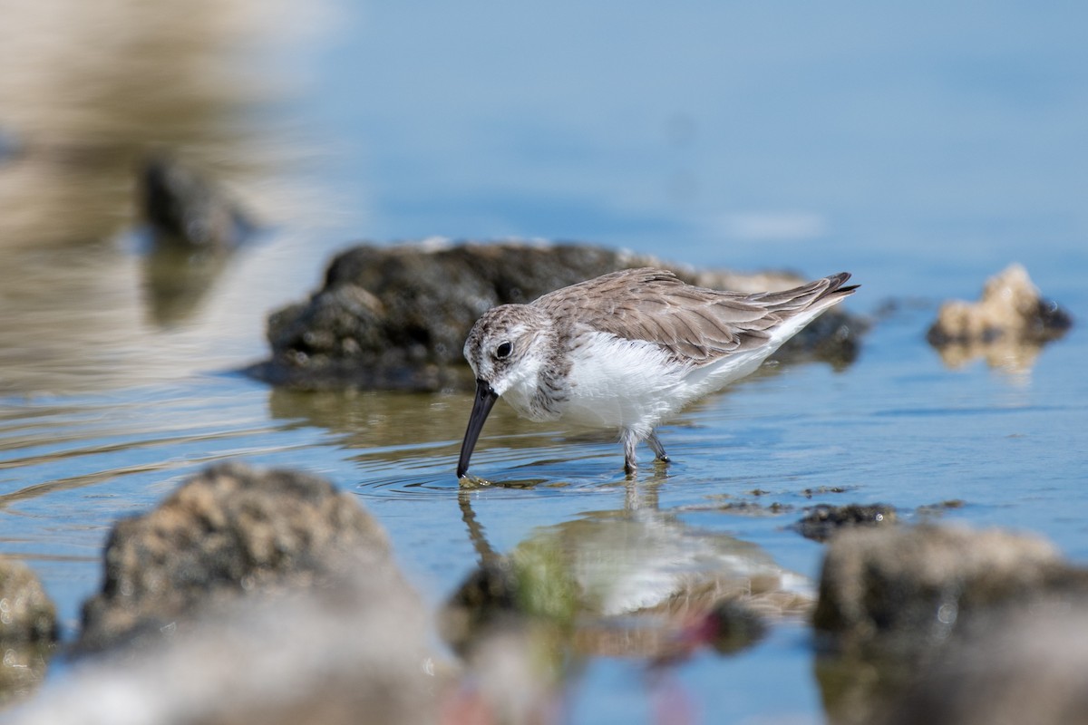 חופית מערבית - ML646944939