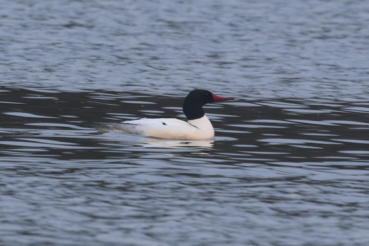 Grand Harle - ML646944940