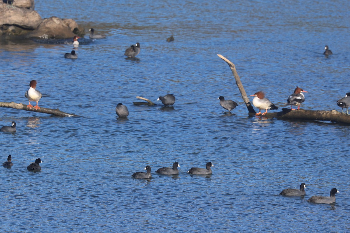 Grand Harle - ML646944941