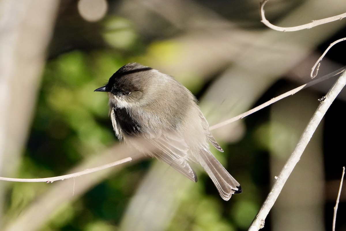 Eastern Phoebe - ML646944945