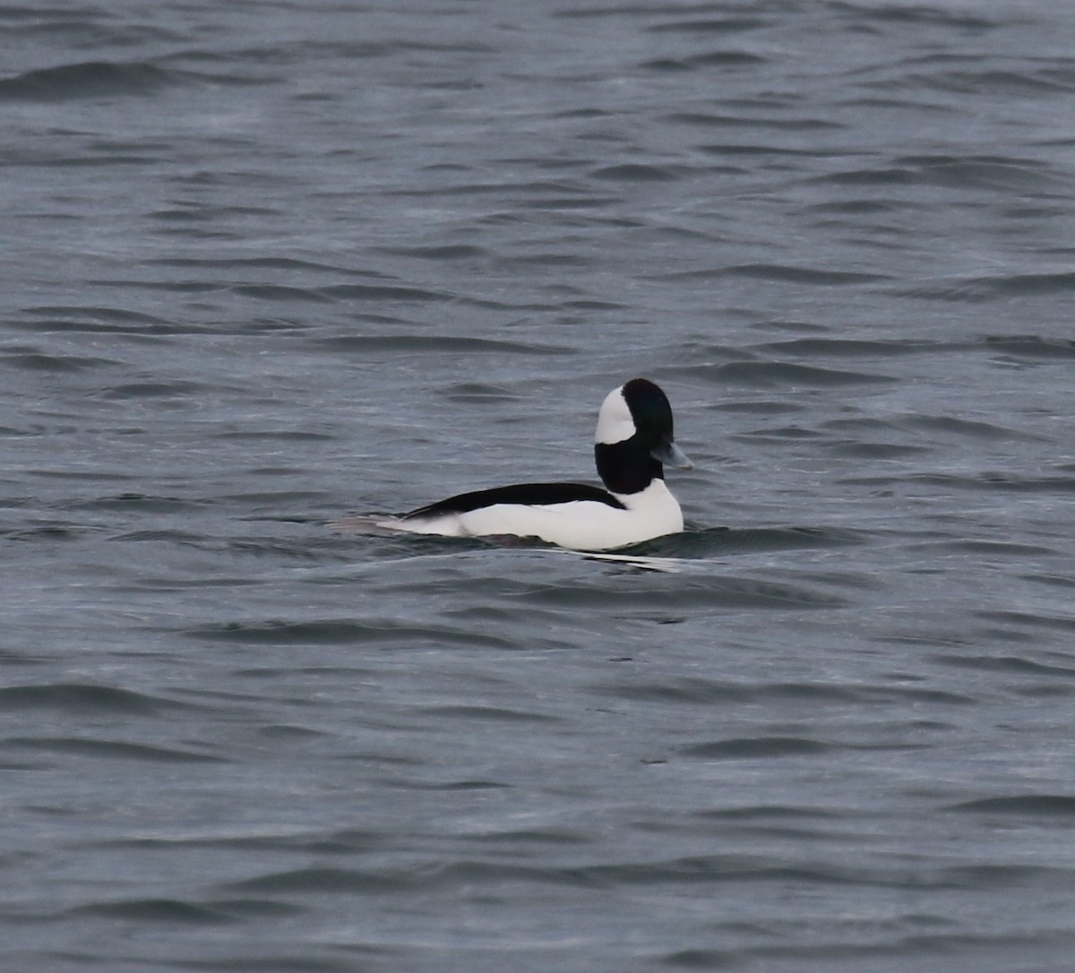 Гоголь-головастик - ML646944948