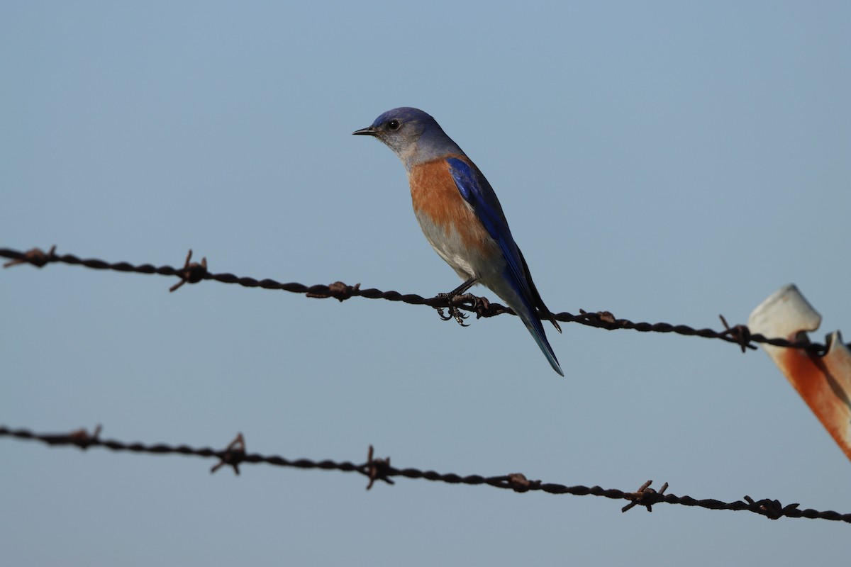 Western Bluebird - ML646944949