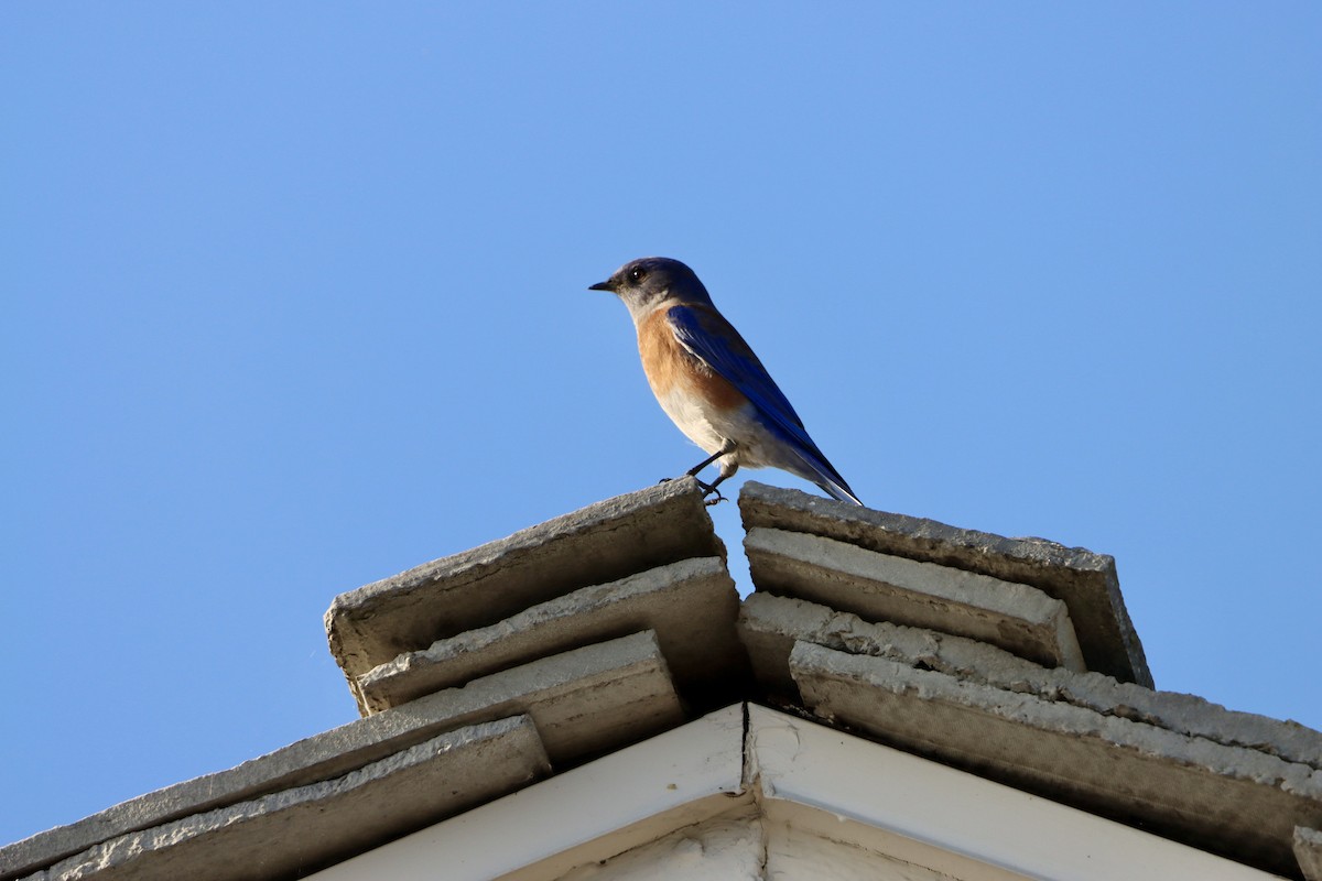 Western Bluebird - ML646944950