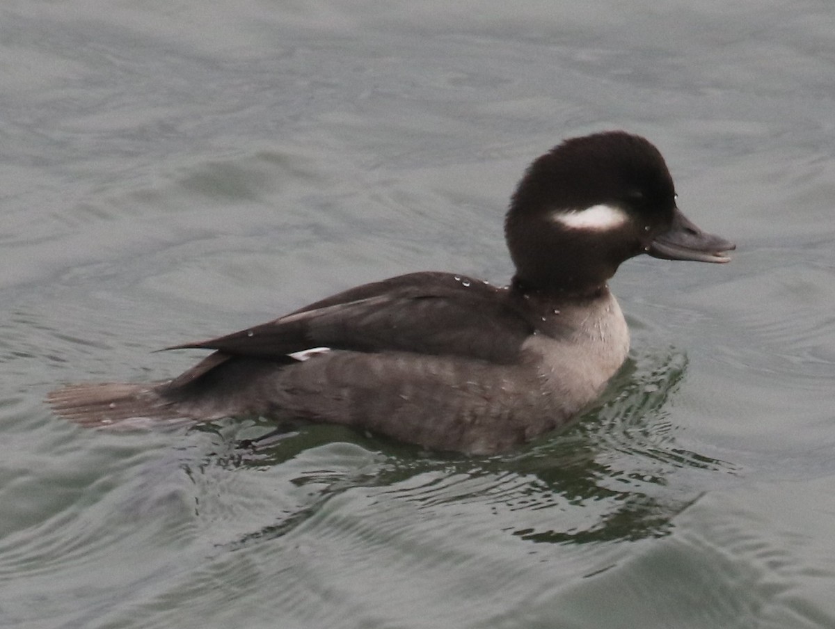 Гоголь-головастик - ML646944952