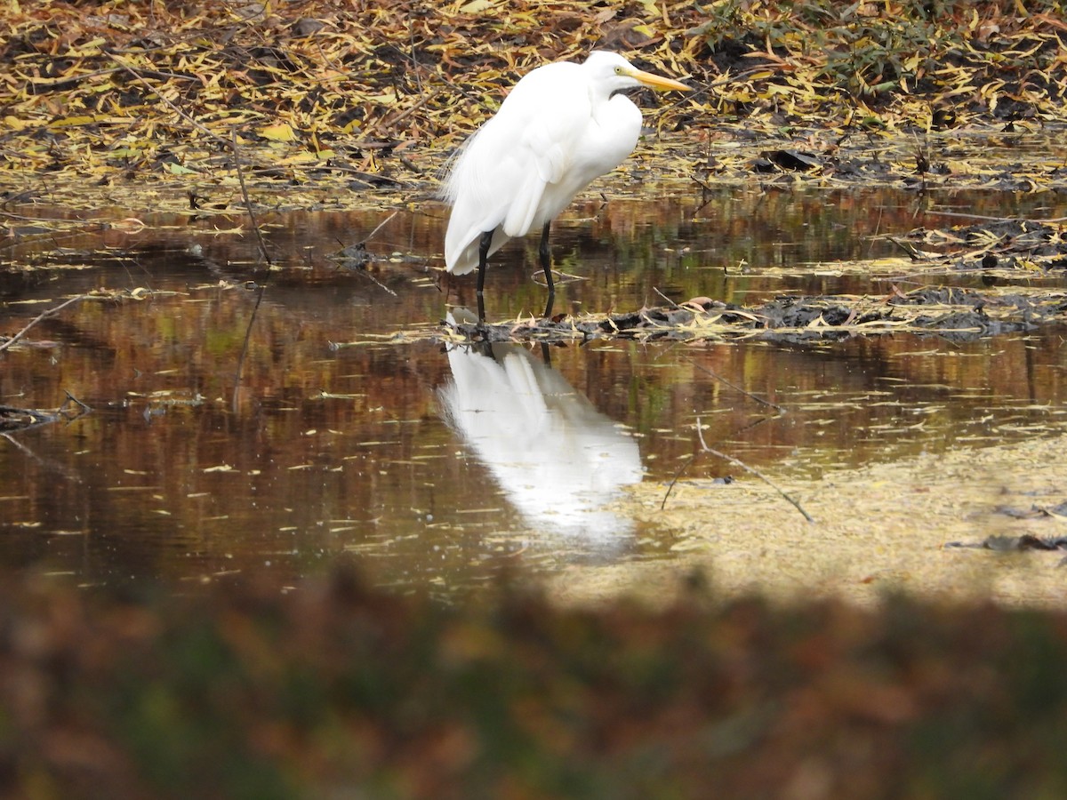 לבנית גדולה - ML646944953