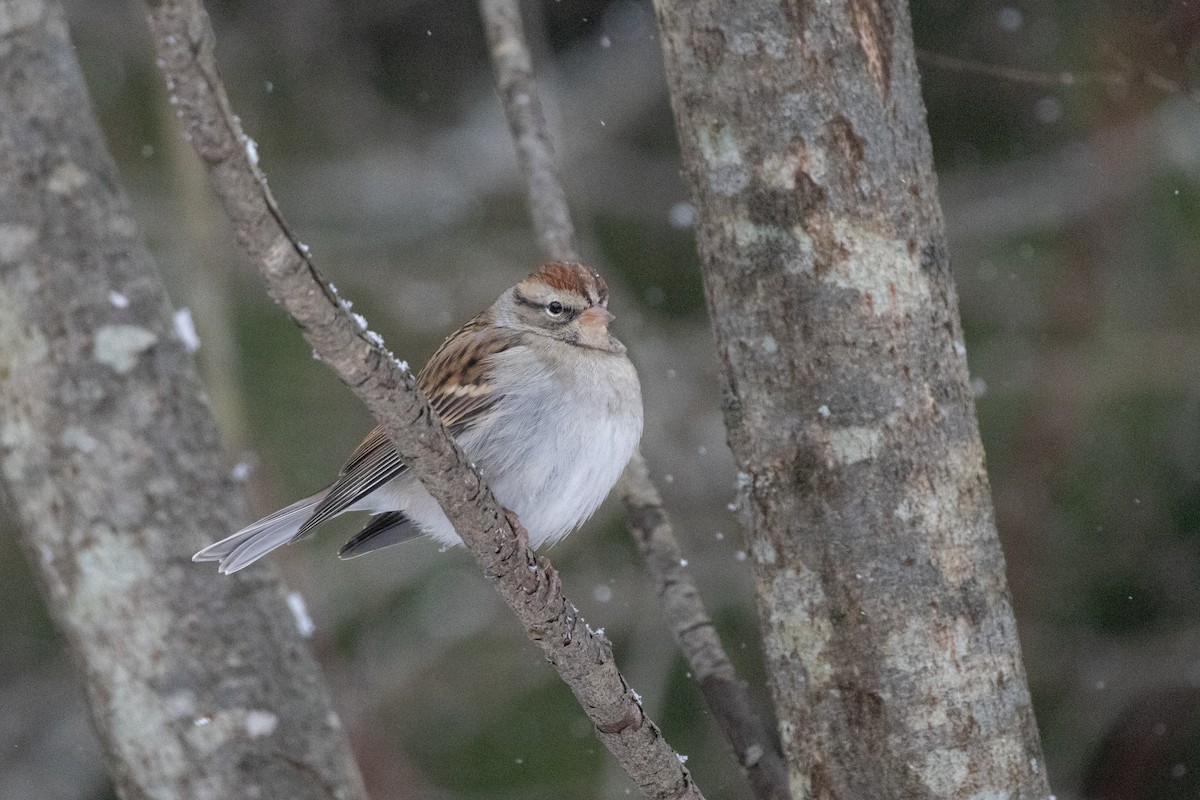 strnádka vrabcovitá - ML646944958