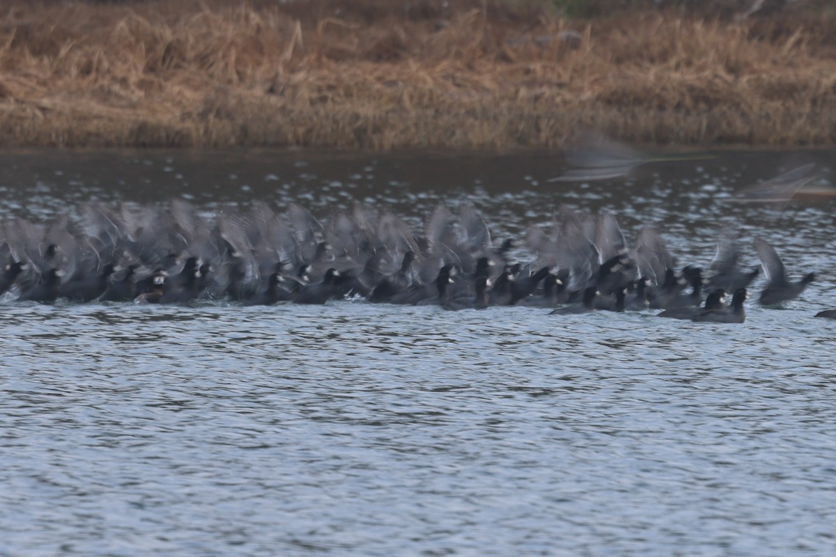 Foulque d'Amérique - ML646944972