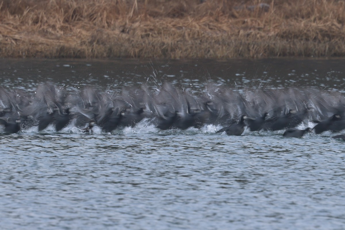 Foulque d'Amérique - ML646944974