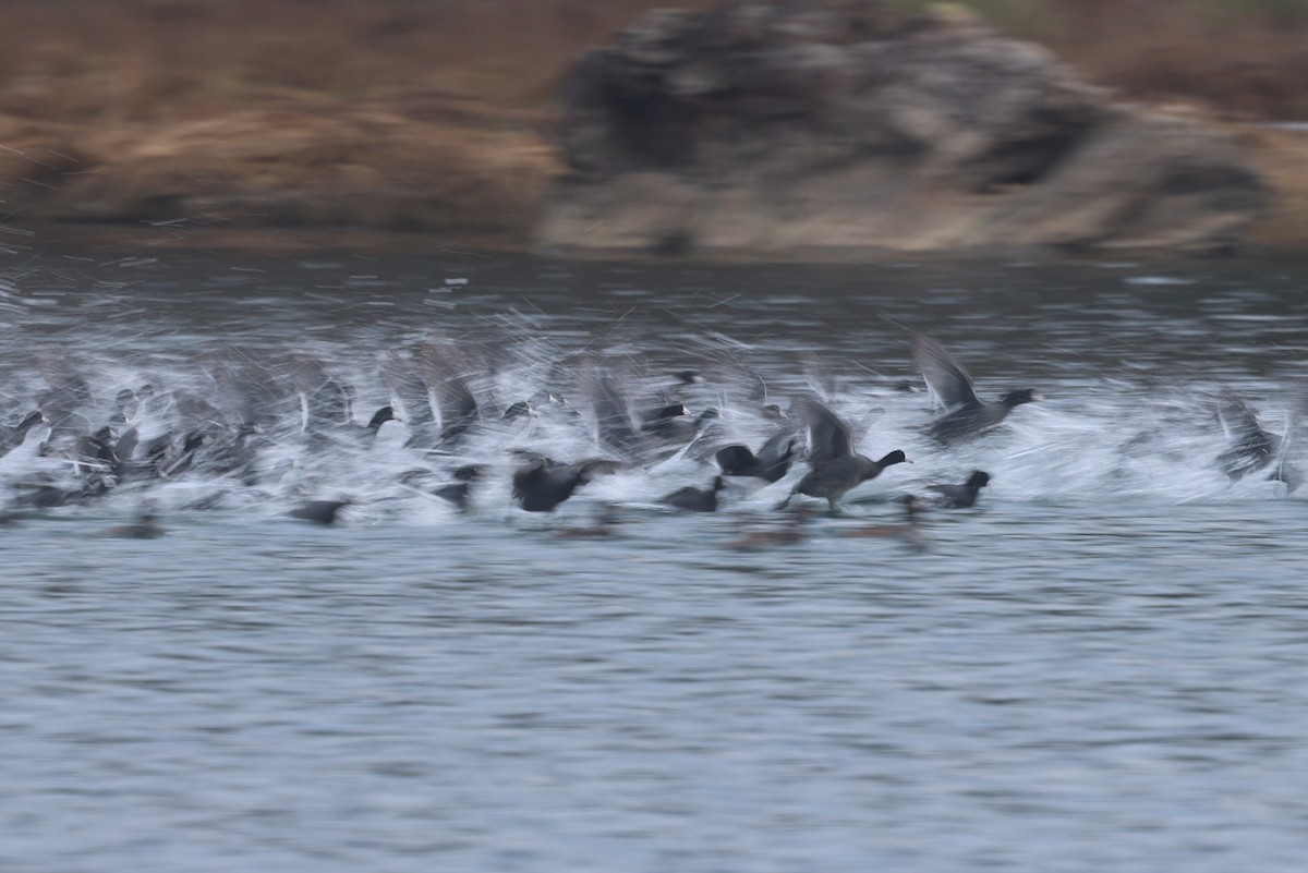 Foulque d'Amérique - ML646944975