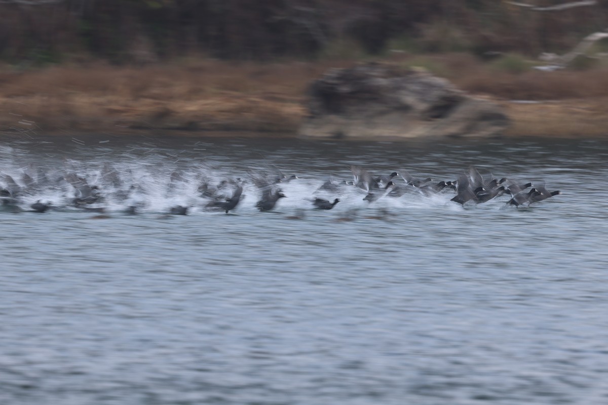 Foulque d'Amérique - ML646944976