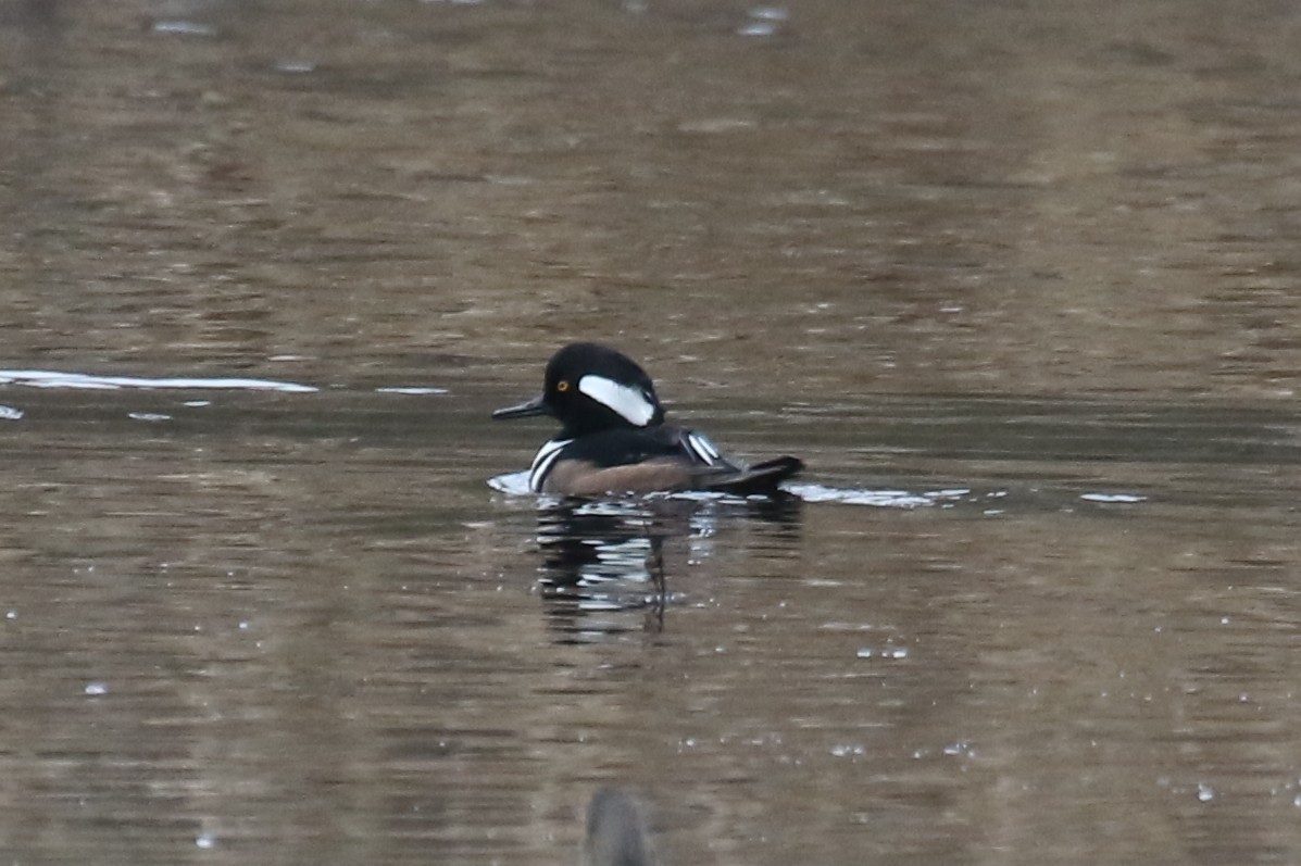 hjelmfiskand - ML646944978