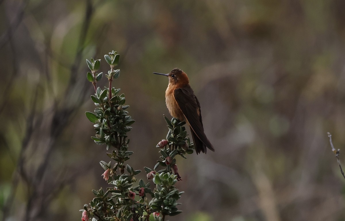 Shining Sunbeam - ML646945002