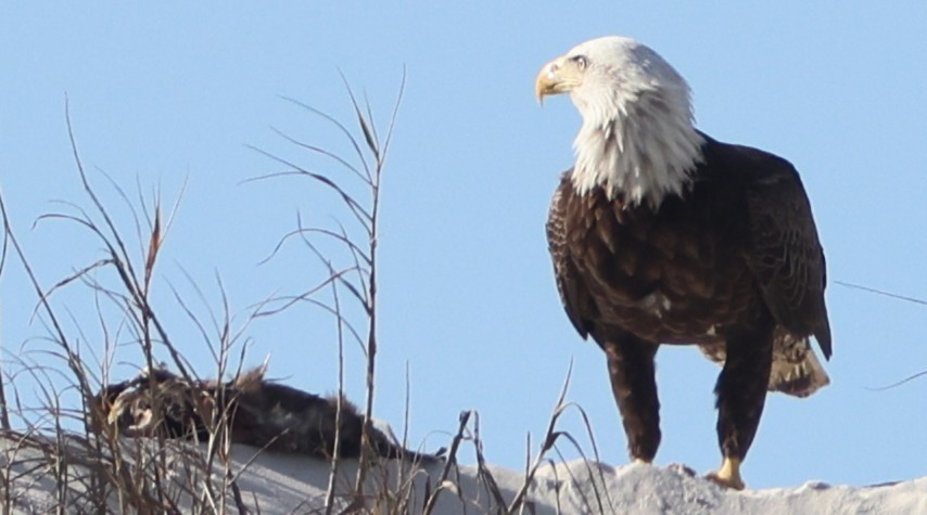 Pigargo Americano - ML646945004