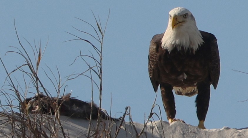 Pigargo Americano - ML646945005