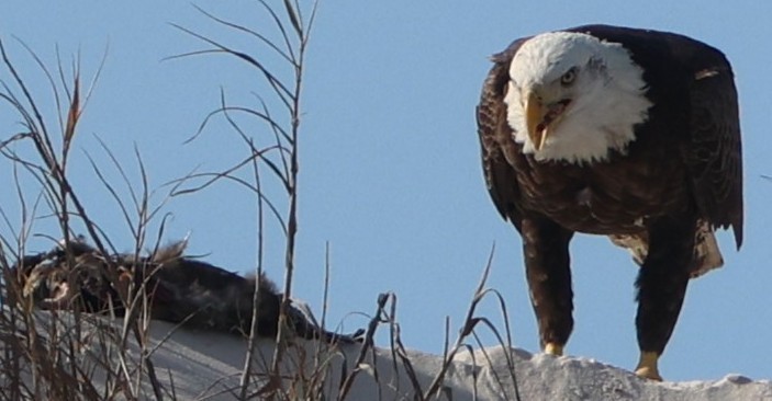 Pigargo Americano - ML646945006