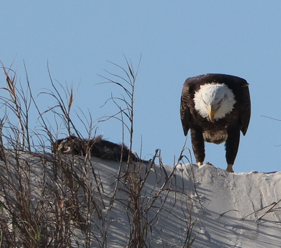 Pigargo Americano - ML646945007