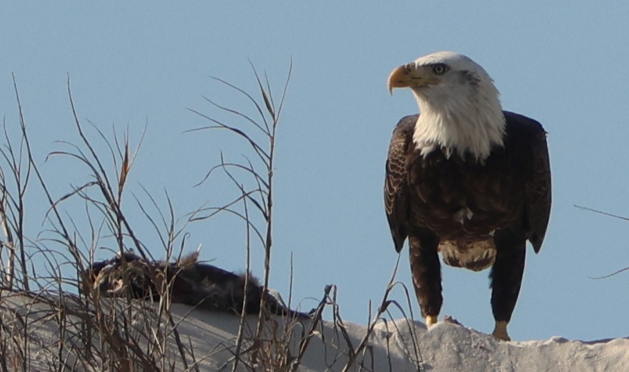 Pigargo Americano - ML646945008