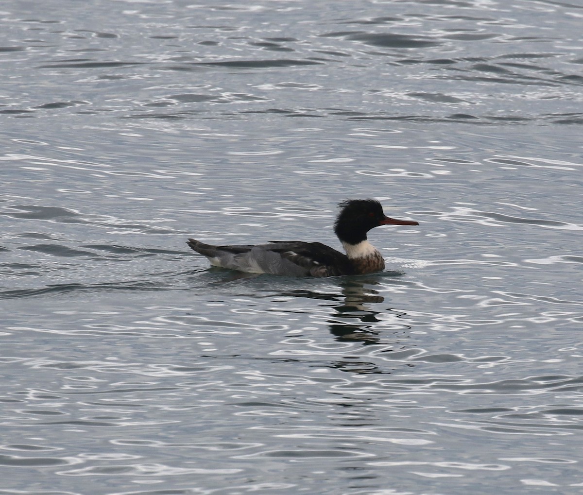 siland - ML646945014