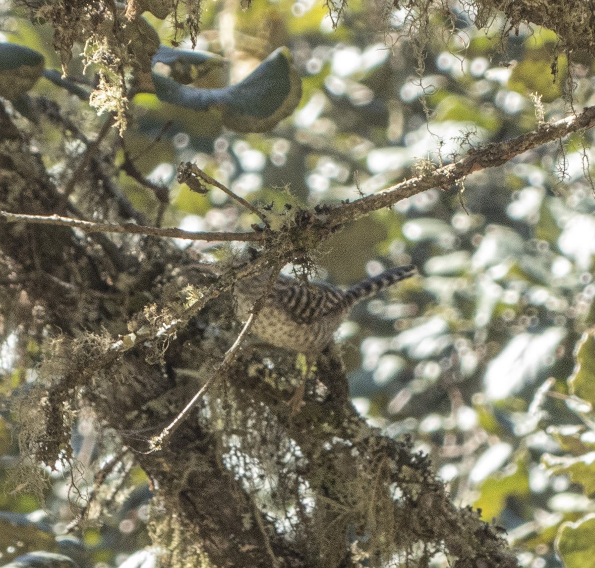 Gray-barred Wren - ML646945015