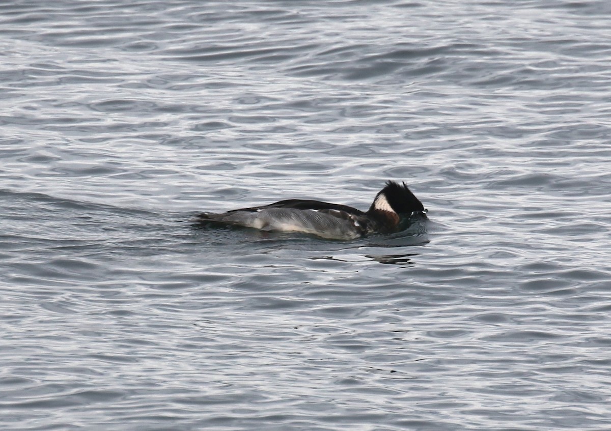 siland - ML646945017