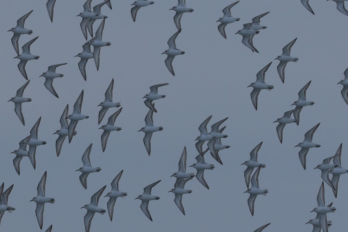 Bécasseau sanderling - ML646945019