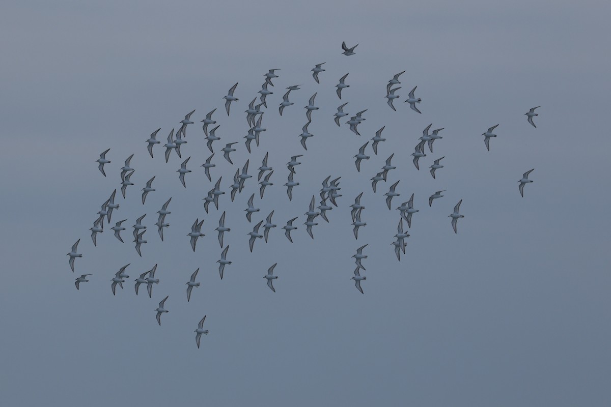 Bécasseau sanderling - ML646945021
