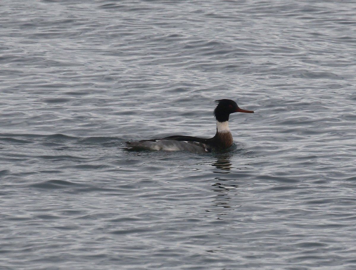 siland - ML646945022