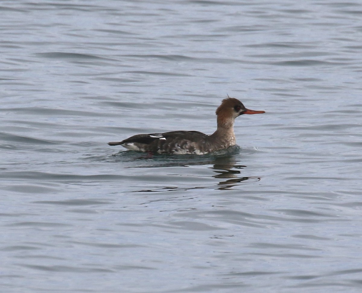 siland - ML646945026