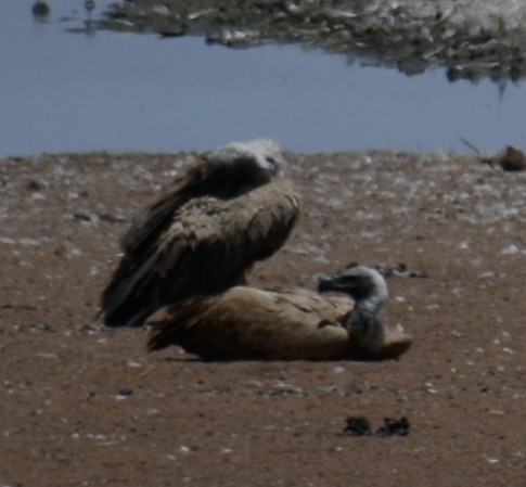 נשר לבן-גב - ML646945039