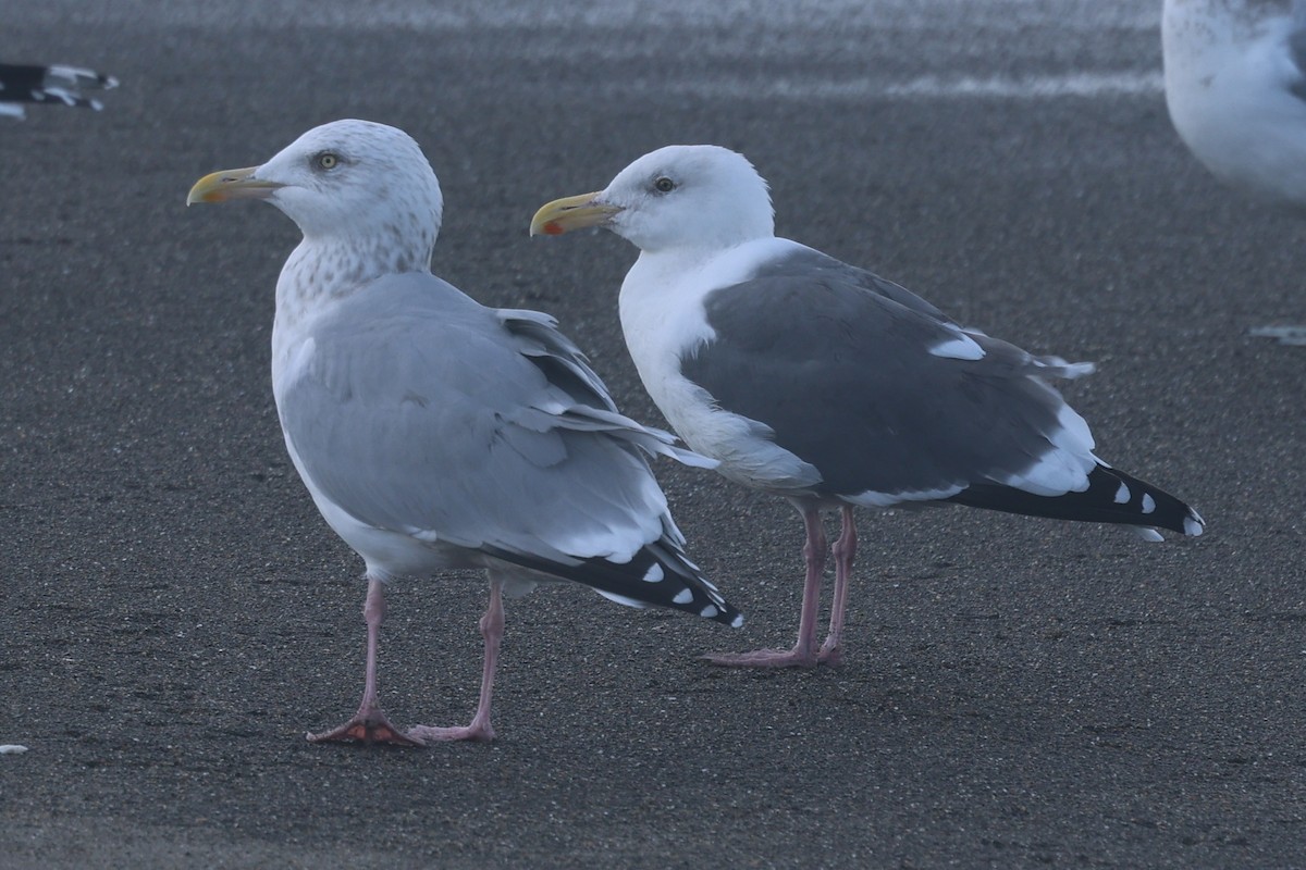 Goéland d'Audubon - ML646945043