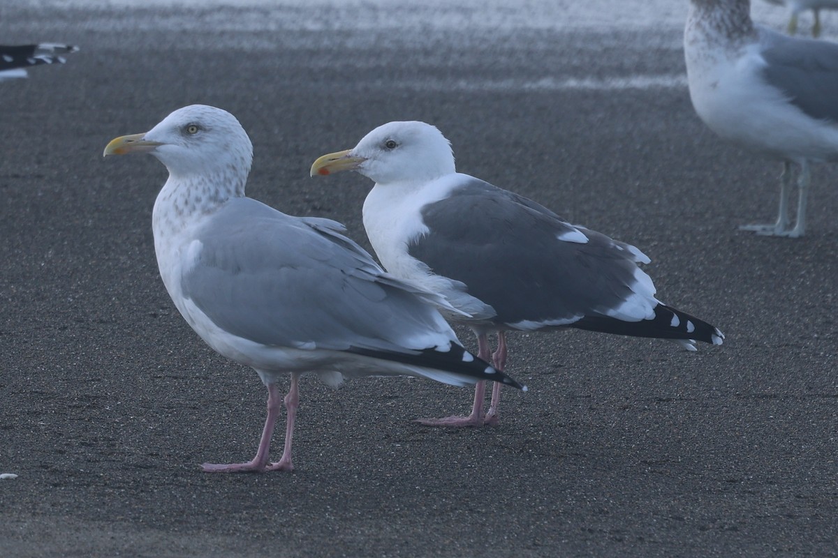 Goéland d'Audubon - ML646945044
