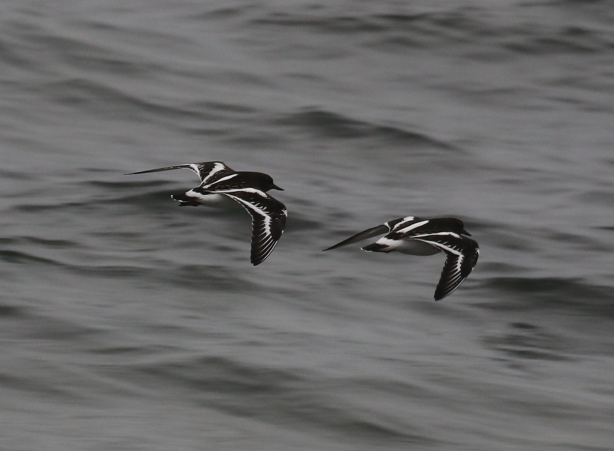 svartsteinvender - ML646945054