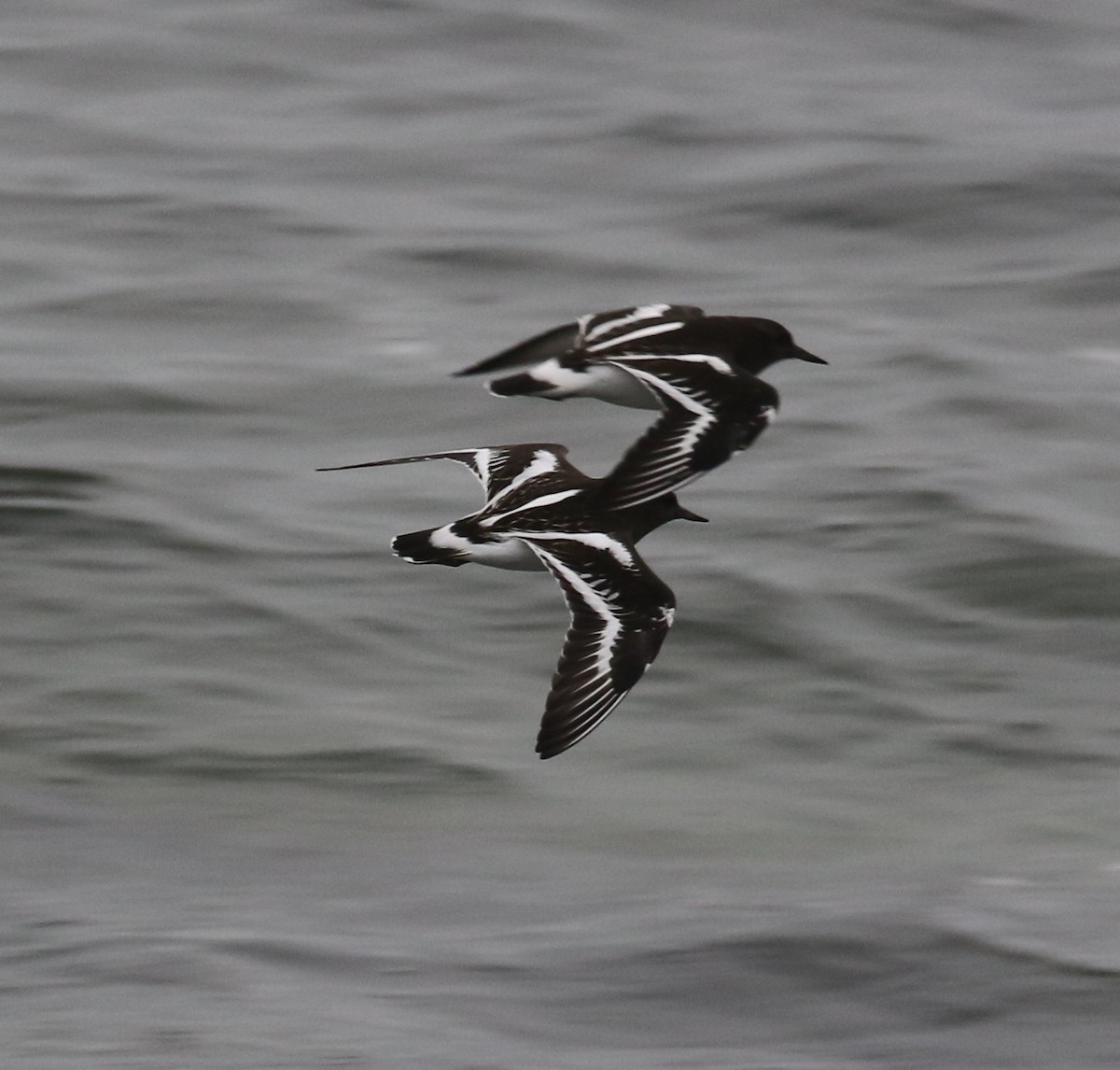 svartsteinvender - ML646945062