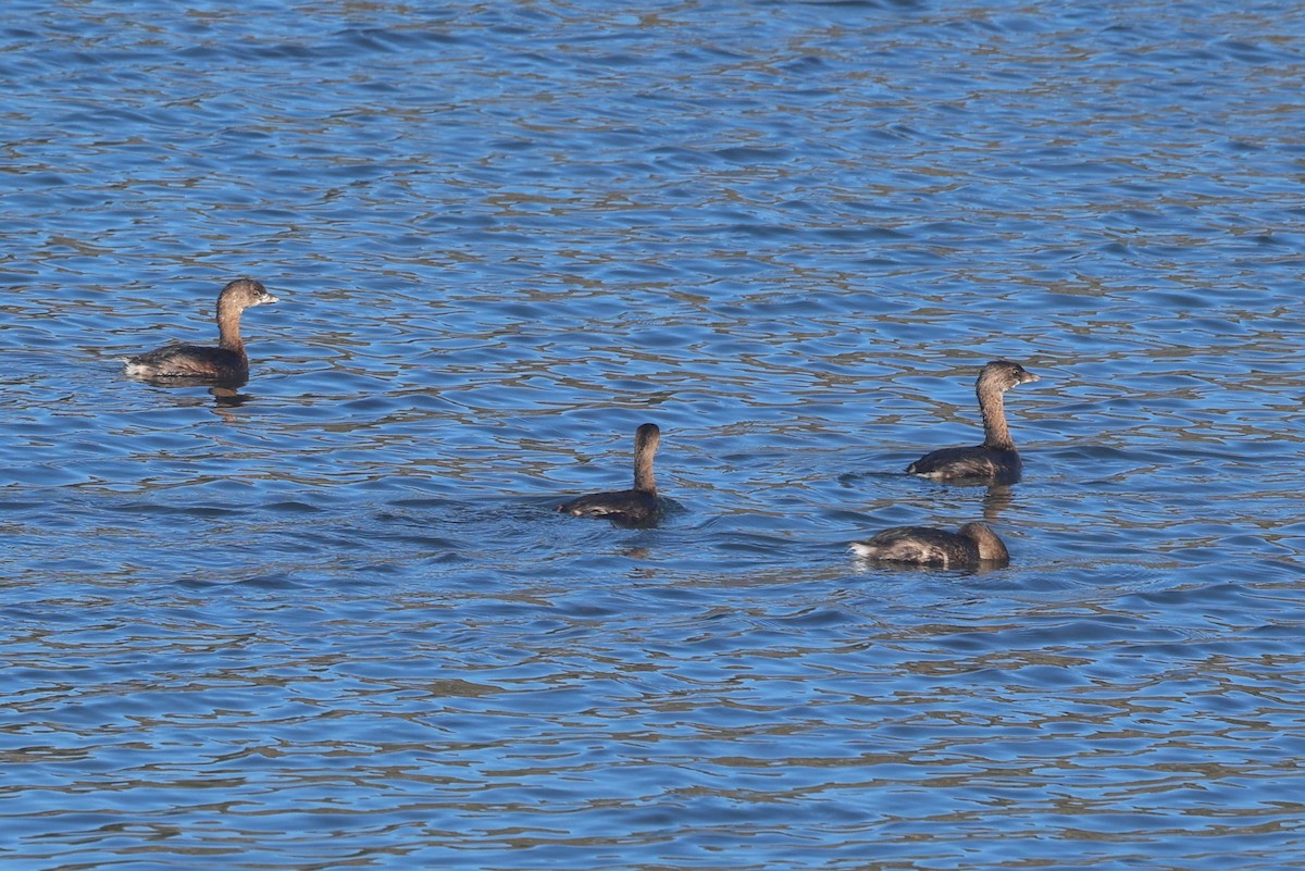 Grèbe à bec bigarré - ML646945068