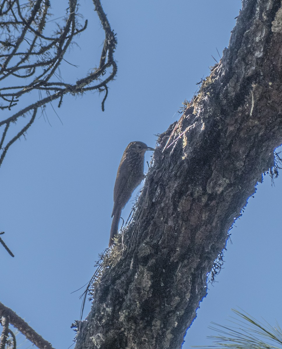 Spot-crowned Woodcreeper - ML646945069