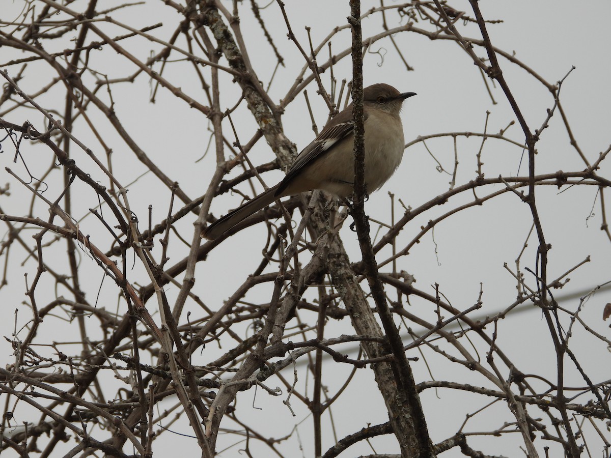 חקיינית צפונית - ML646945070