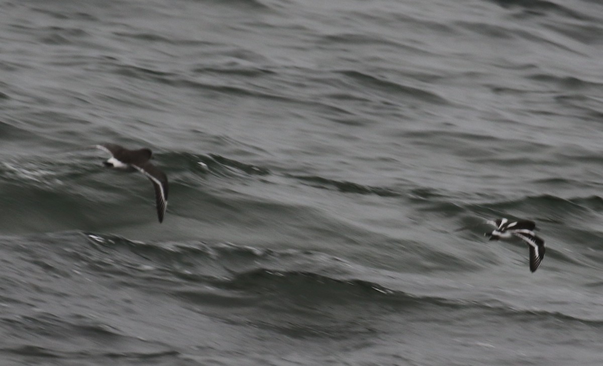 brottsnipe - ML646945072