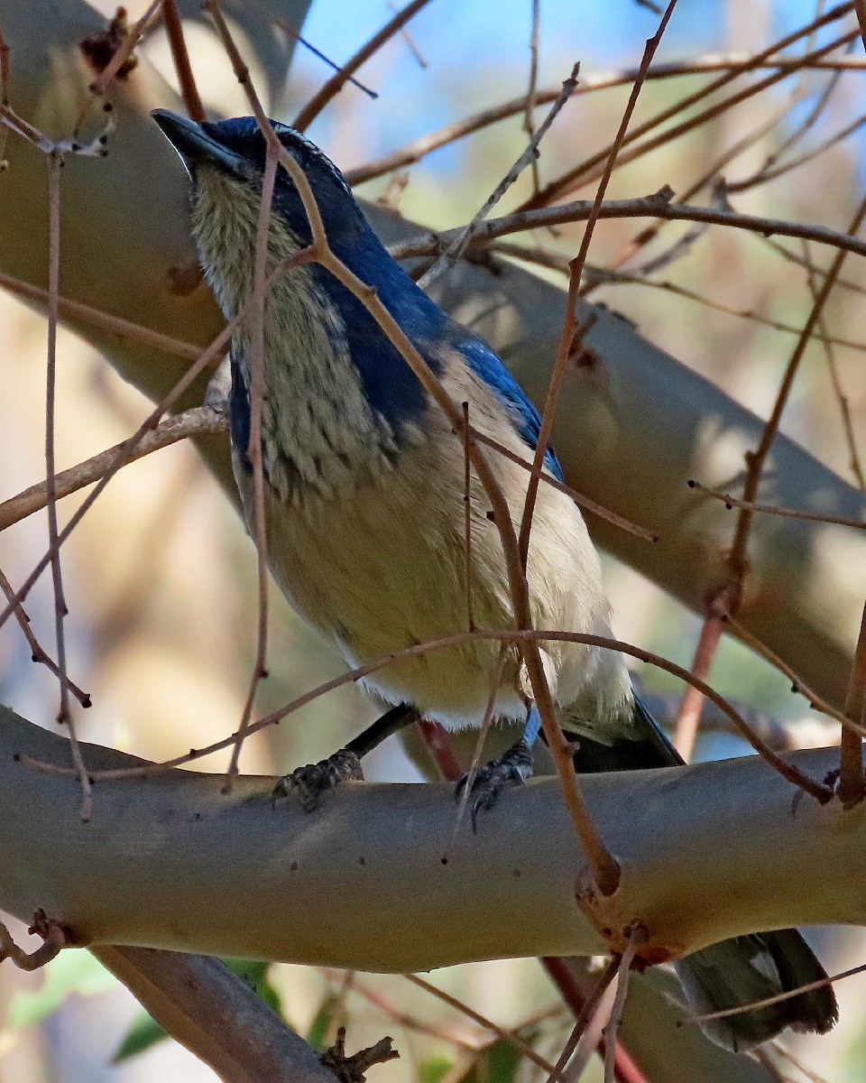 California Scrub-Jay - ML646945073