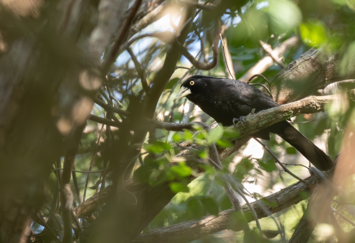 gulnebbkasik (holosericeus/flavirostris) - ML646945077