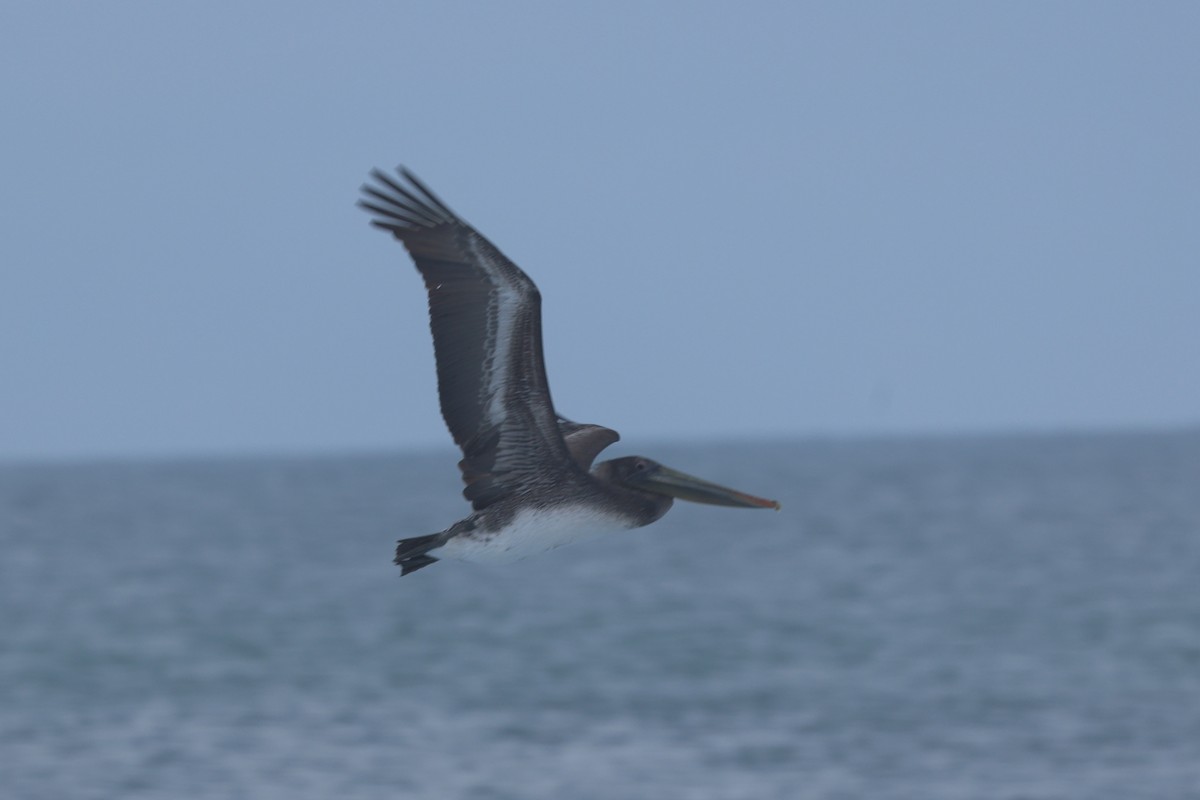 Pélican brun - ML646945079