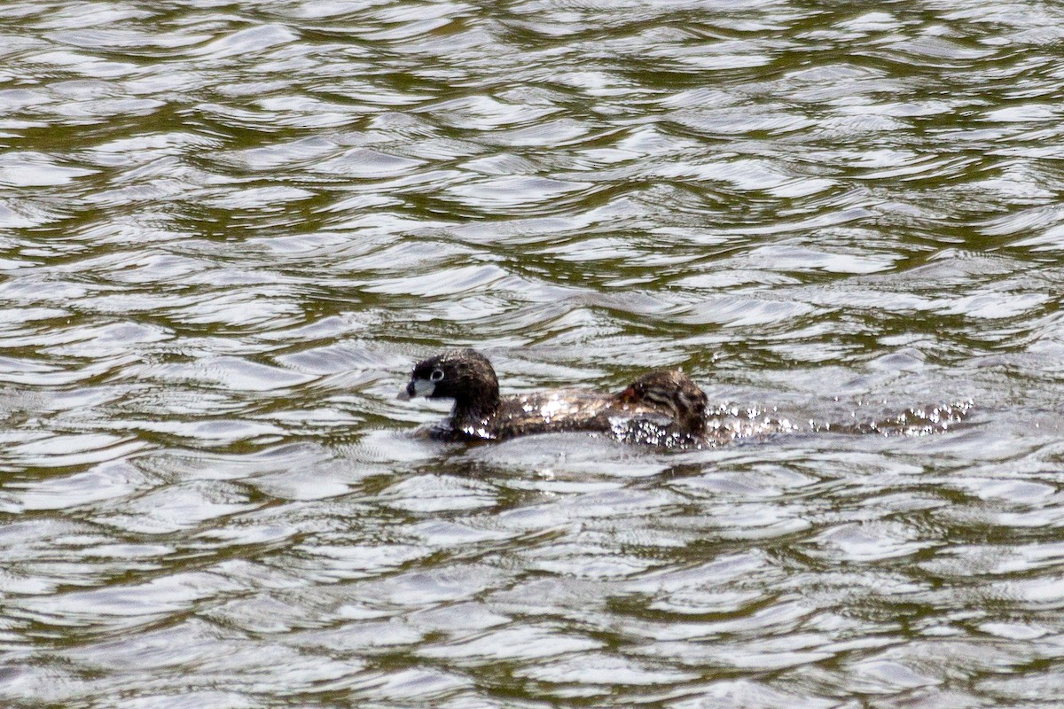 Pied-billed Grebe - ML646945081
