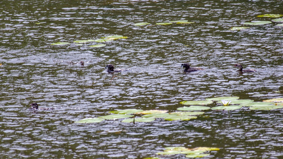 Pied-billed Grebe - ML646945082