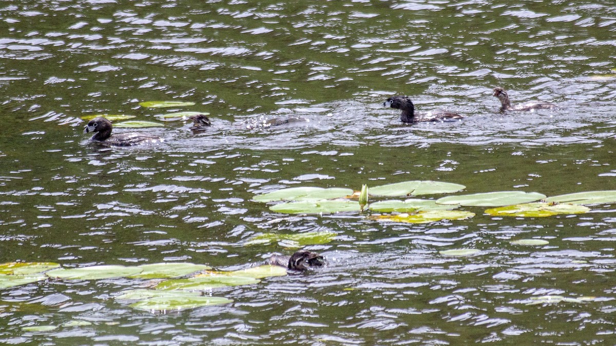 Pied-billed Grebe - ML646945083