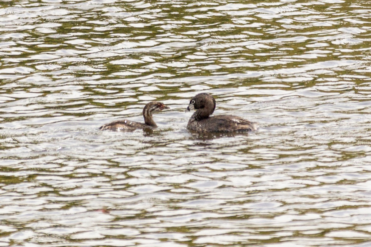Pied-billed Grebe - ML646945084