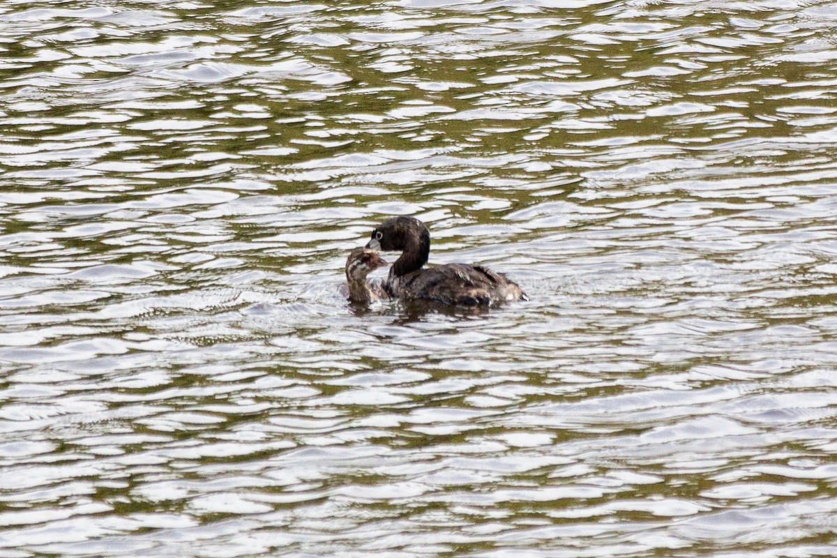 Pied-billed Grebe - ML646945085