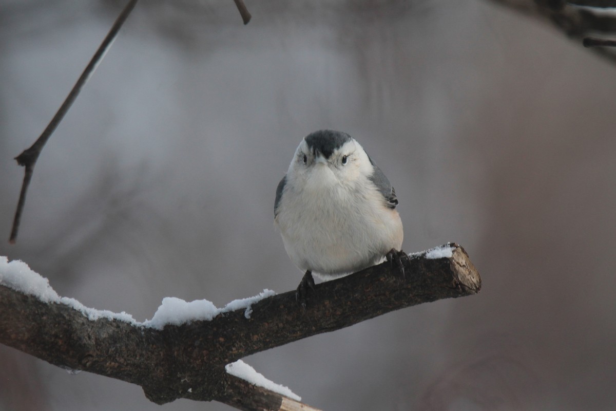 White-breasted Nuthatch - ML646945086